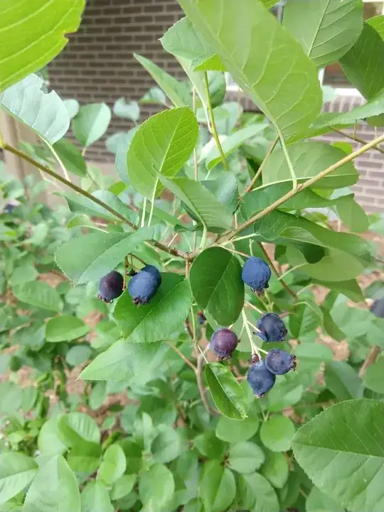 Ripe Berries