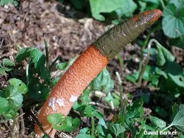 http://www.mushroomexpert.com/mutinus_elegans.html