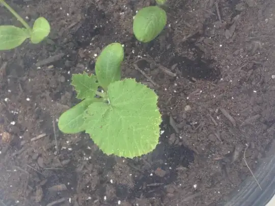 Zucchini