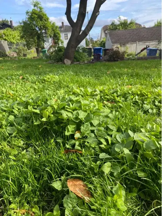 close up of the weed