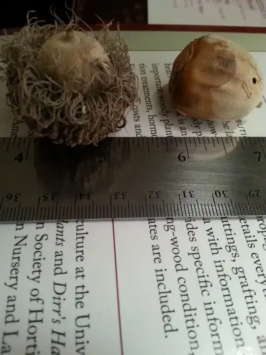bur oak seeds - good looking and feeling one on the left; bad one on the right