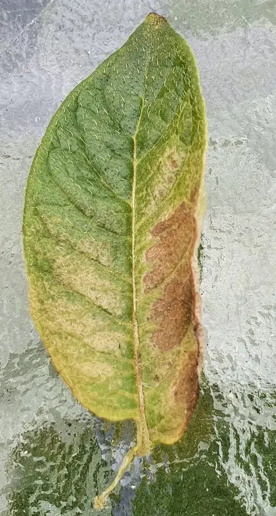 picture of potato leaf