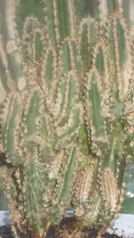 plant up close