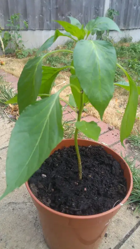 cayenne_plant