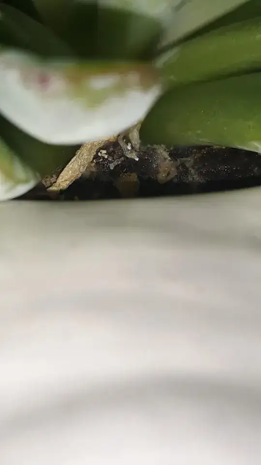 More gross Mold.