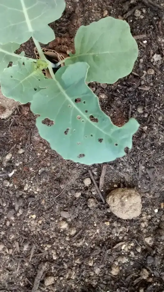 Broccoli
