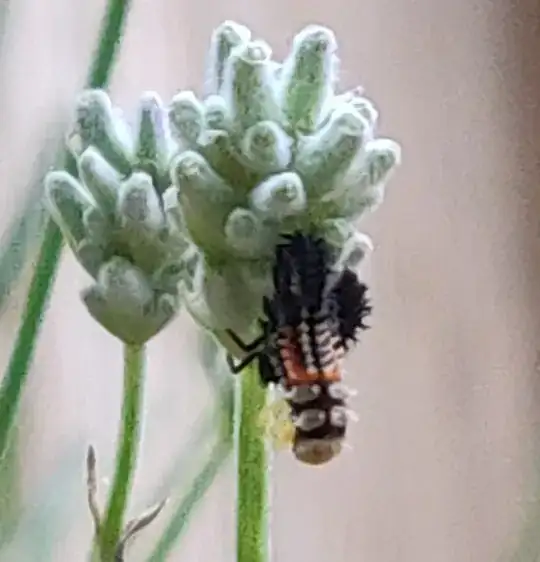 bug picture 1