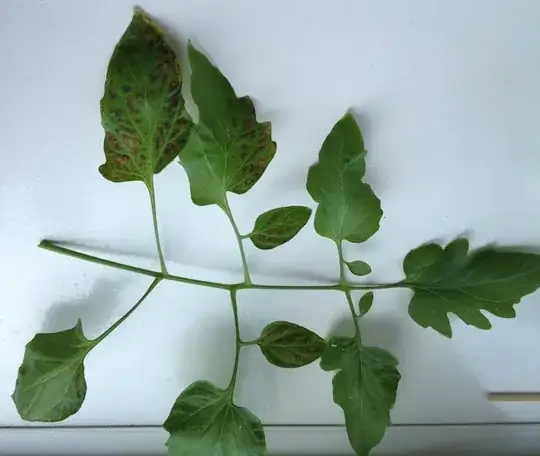 Tomato leaves in various stages
