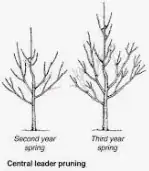Early pruning for later harvests
