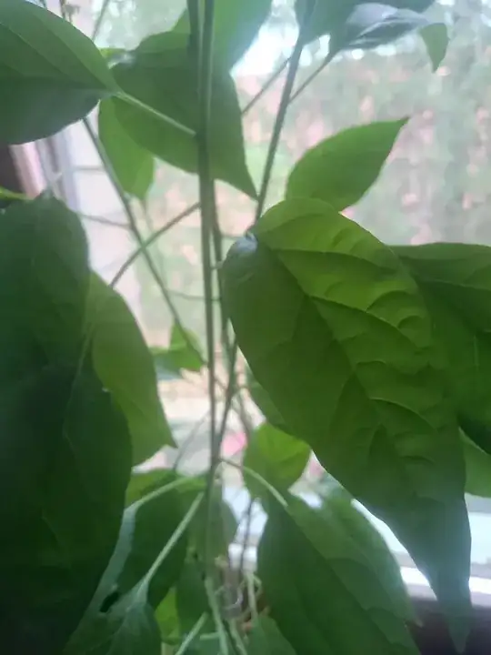 Leaves