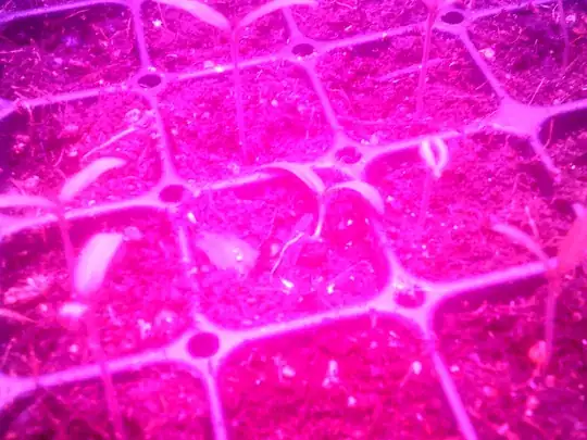 Tomato seedling