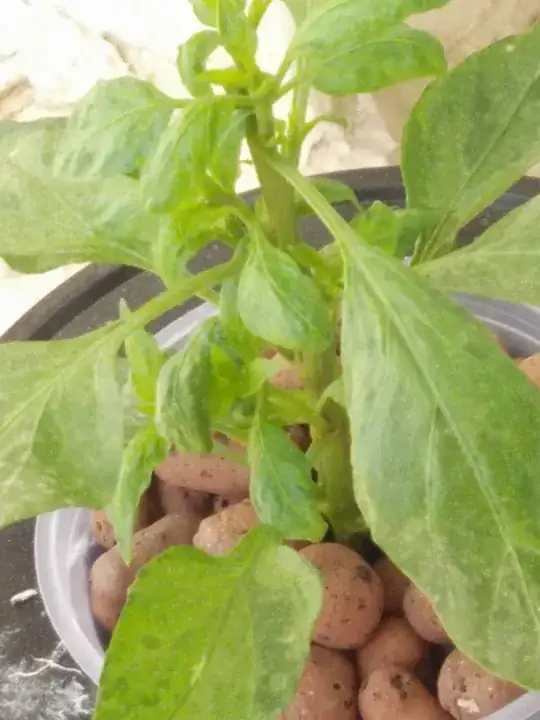 pepper plants