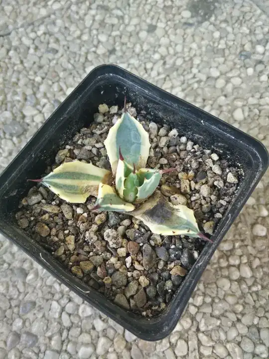 Agave Cream Spike
