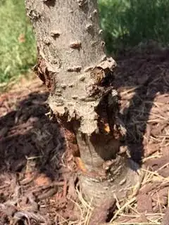 Cherry blossom tree