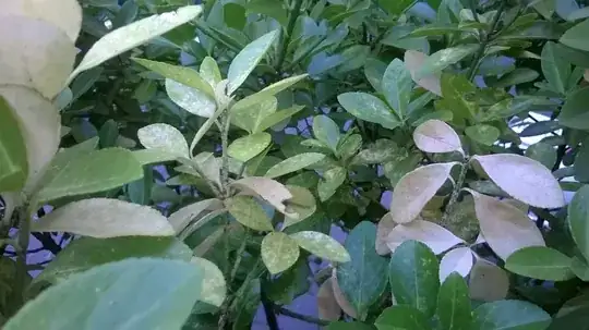 The leaves