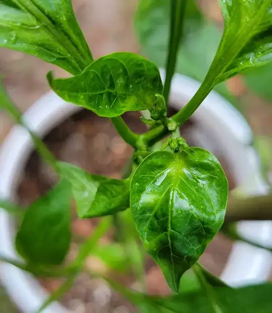 New Growth