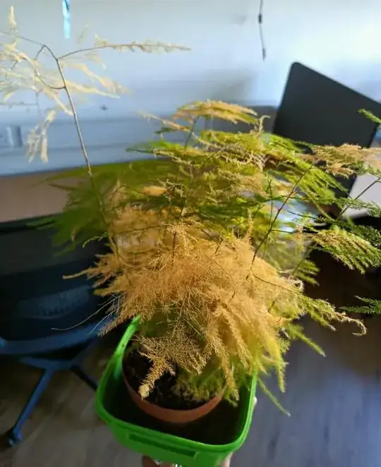 My asparagus fern.