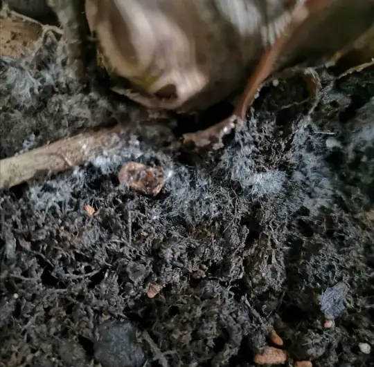 roots