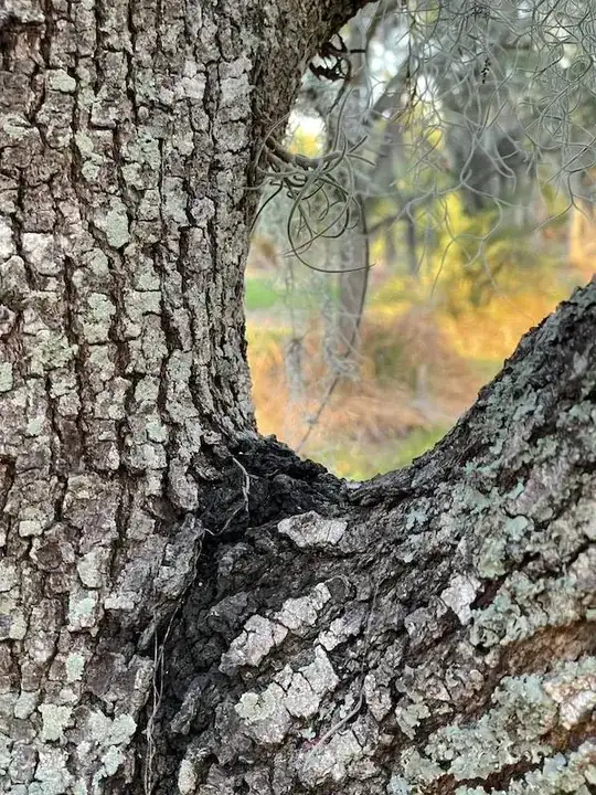 oak tree dark