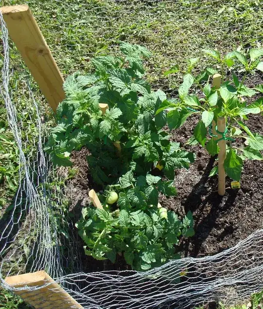 Top plant no tomatoes; bottom plant a dozen tomatoes