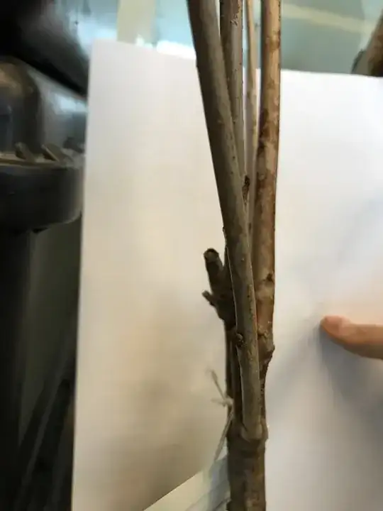 photo of limbs 2