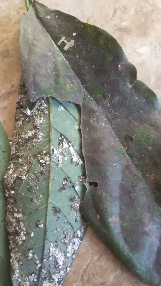 diseased leaves