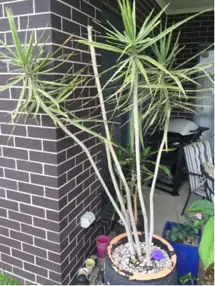 parent dracaena