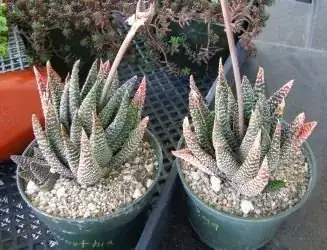 Gastworthia Royal Princess