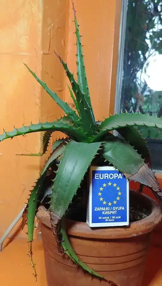 In the picture a matchbox for size comparison.