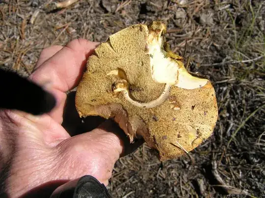 orange mushroom