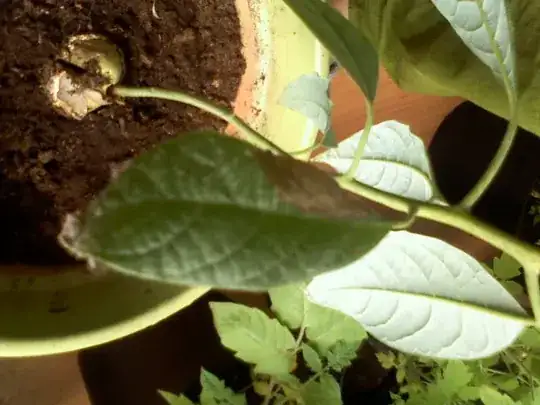 Dried avocado leaf