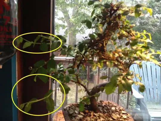 my bonsai