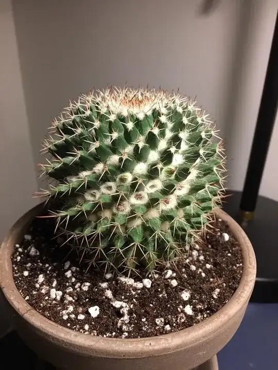 The plant in February