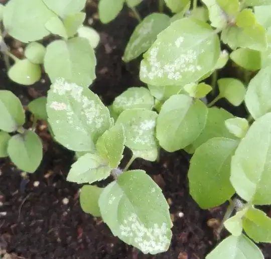 White spots Ocimum tenuiflorum