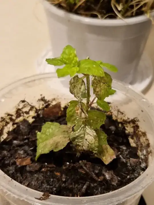 Image of my mint plant just now