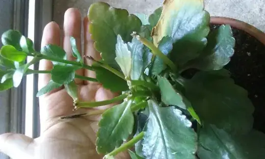 dark stem tips