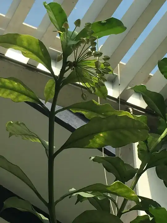 bud 1