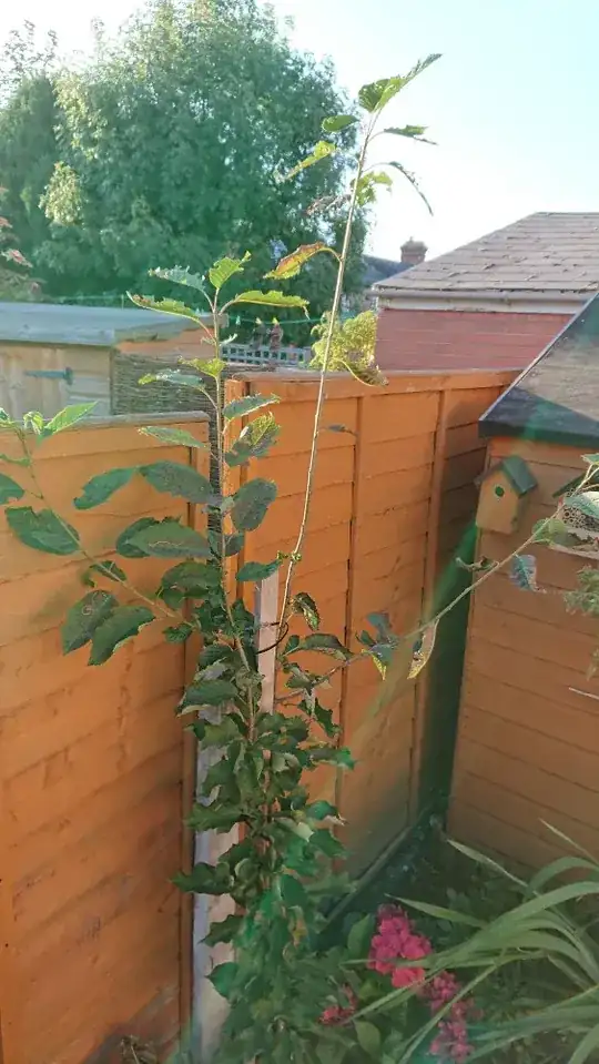 Overview of cherry tree sapling