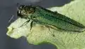 Emerald Ash Borer