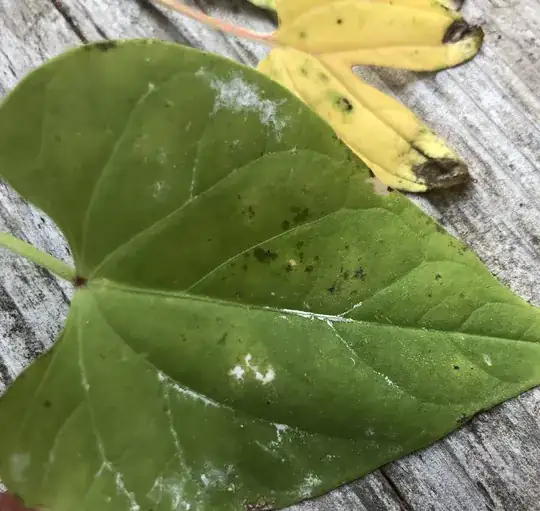 A true leaf of morning glory with black spots and possible white mold.