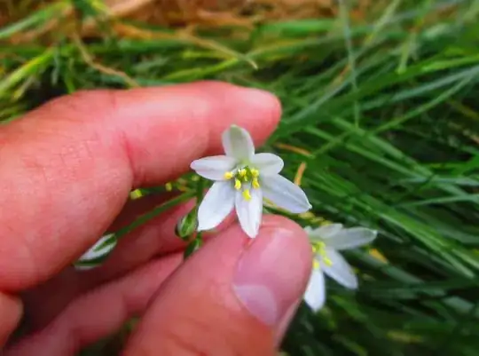 single flower