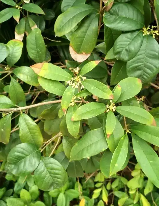 Leaf