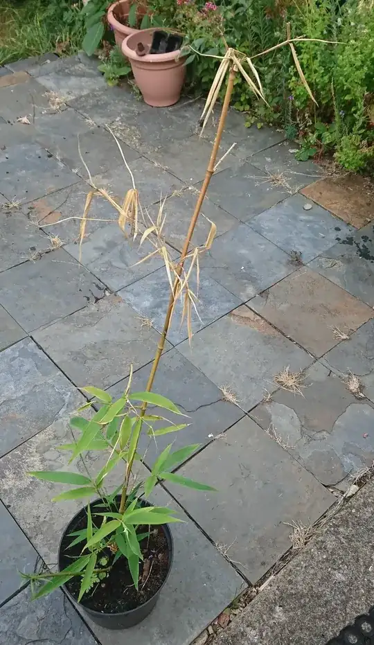 Photo of bamboo now