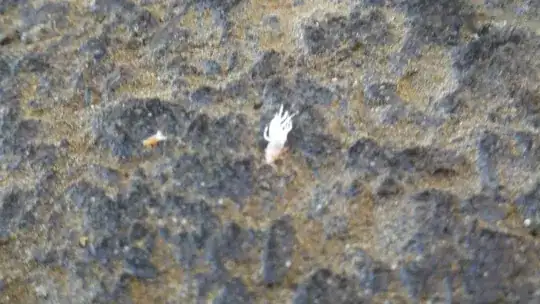 white bugs