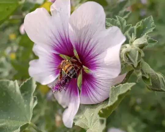 mystery flower