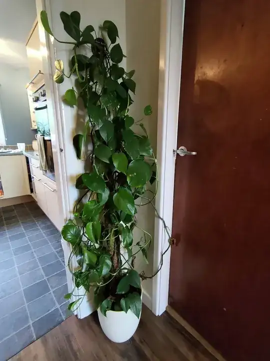 Plant out of control
