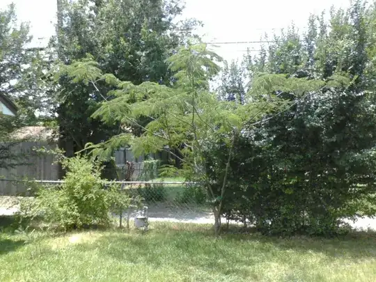 Mimosa Tree