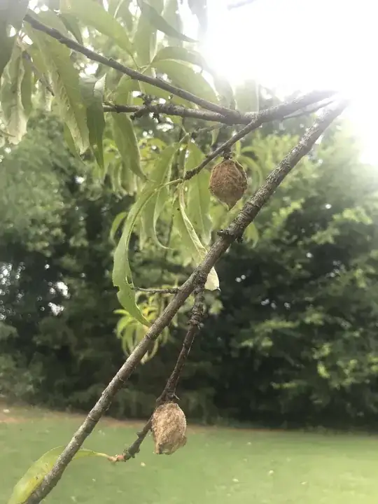 dried up, never developed peach pits