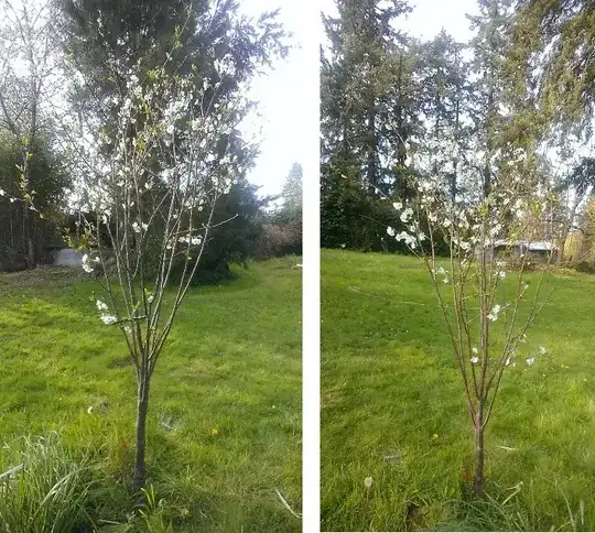 tree