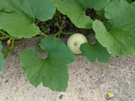 White squash